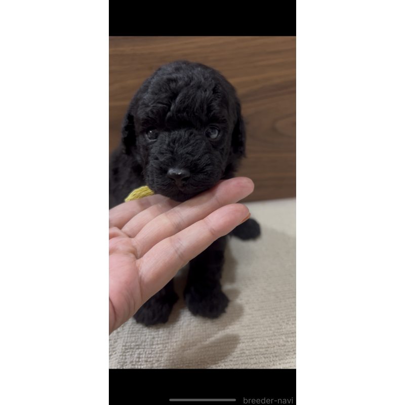 販売中の兵庫県のタイニープードル-422992の4枚目