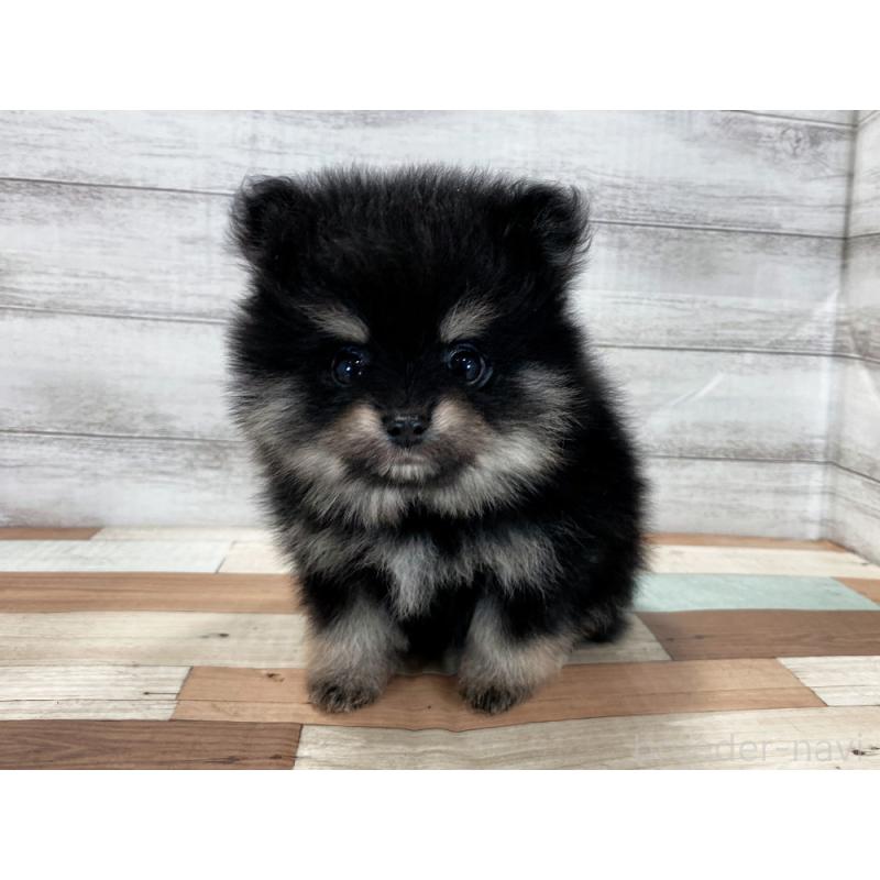 販売中の新潟県のポメラニアン-422993の5枚目