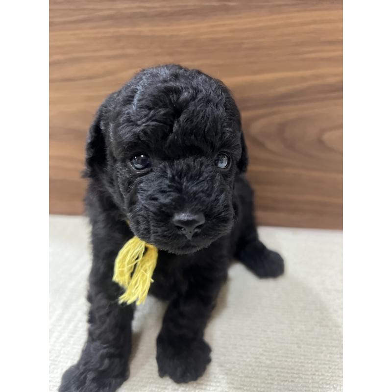 販売中の兵庫県のタイニープードル-422992の3枚目