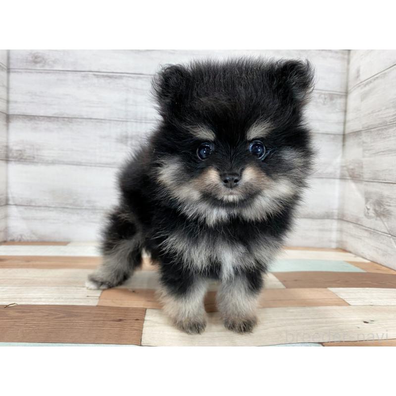 販売中の新潟県のポメラニアン-422993の4枚目