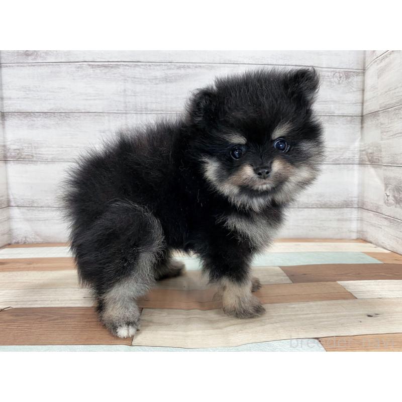 販売中の新潟県のポメラニアン-422993の3枚目