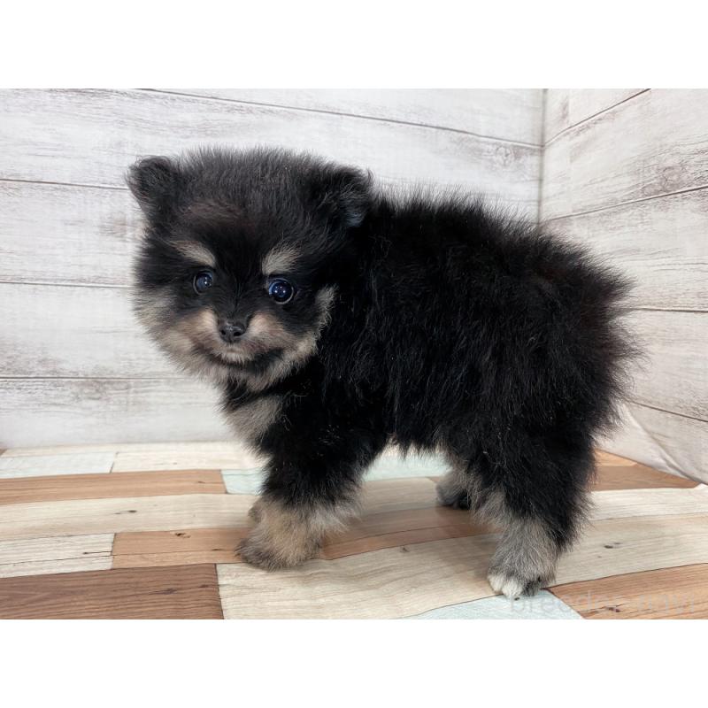 販売中の新潟県のポメラニアン-422993の2枚目