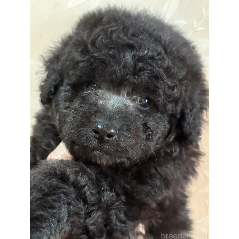 販売中の宮崎県のトイプードル-422995の4枚目