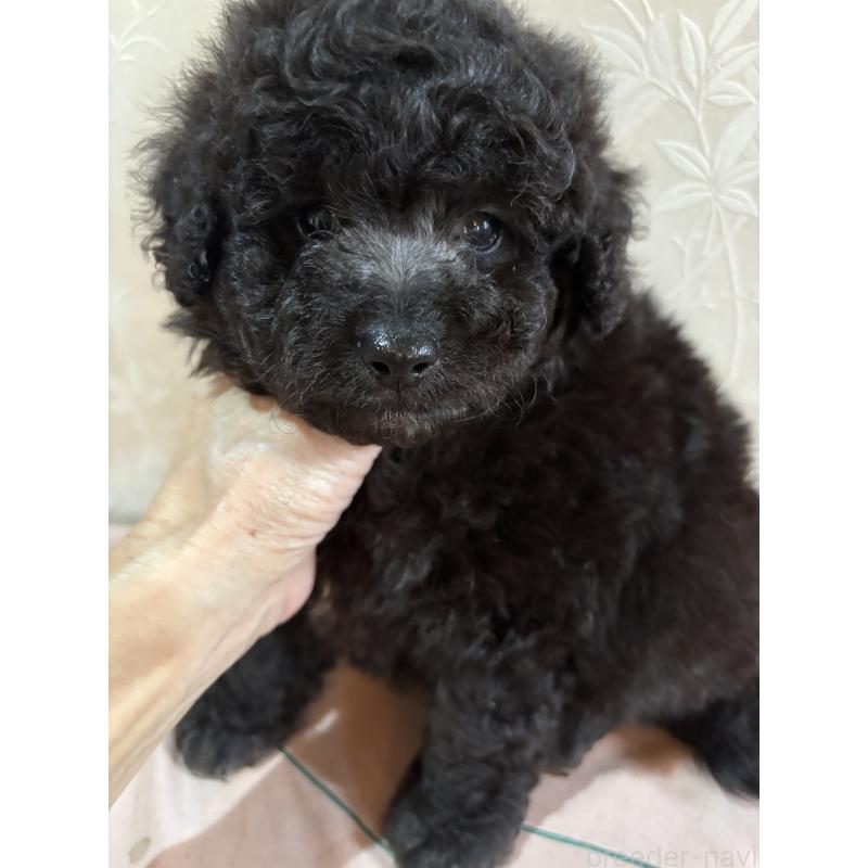 販売中の宮崎県のトイプードル-422995の3枚目