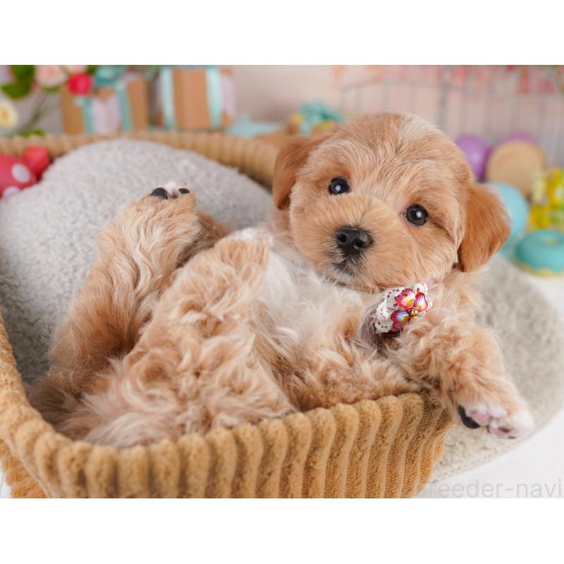 販売中の東京都のミックス犬-422994の5枚目