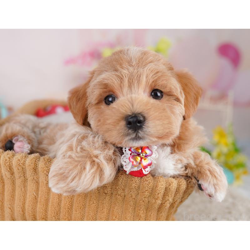 販売中の東京都のミックス犬-422994の4枚目