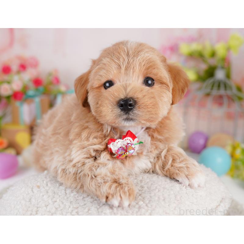 販売中の東京都のミックス犬-422994の3枚目