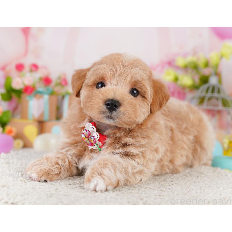 販売中の東京都のミックス犬-422994の2枚目