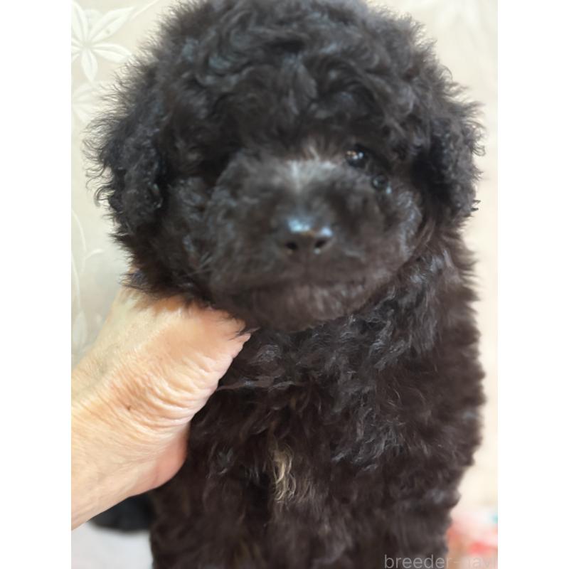 販売中の宮崎県のトイプードル-422995の2枚目