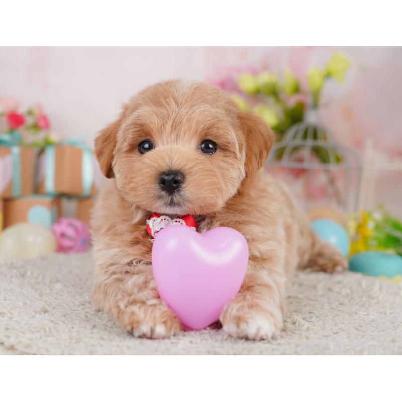 販売中の東京都のミックス犬-422994の1枚目