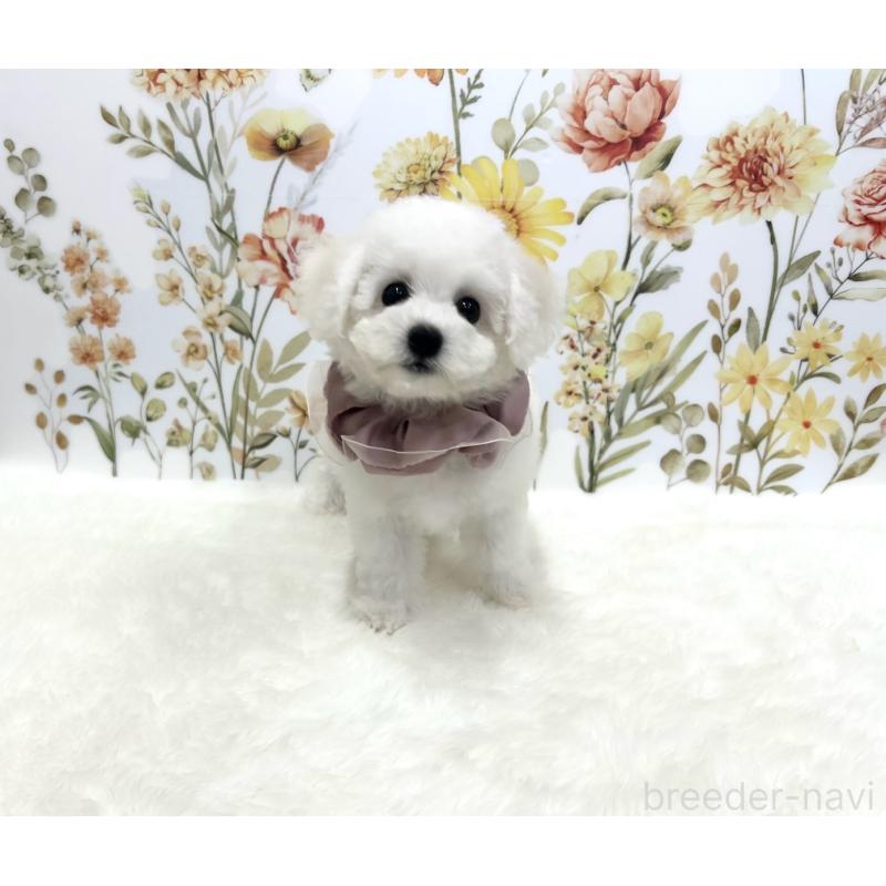 販売中の福岡県のビションフリーゼ-419209