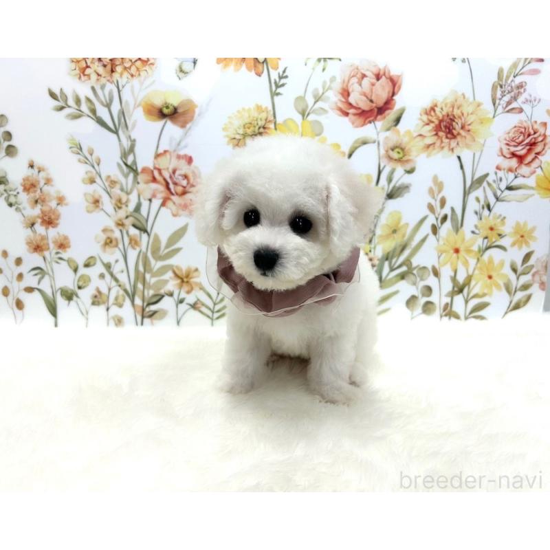 成約済の福岡県のビションフリーゼ-419209の4枚目