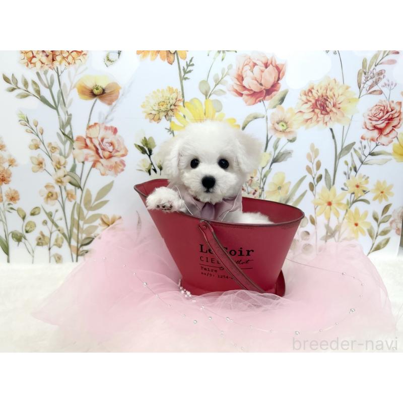 成約済の福岡県のビションフリーゼ-419209の3枚目