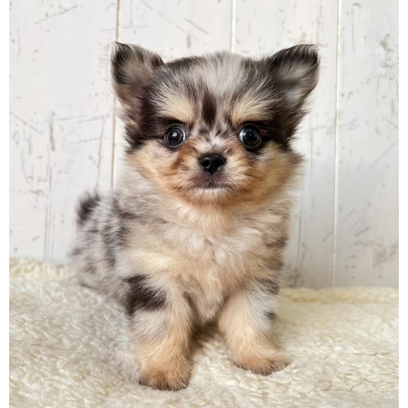 販売中の千葉県のチワワ(ロングコート)-421508