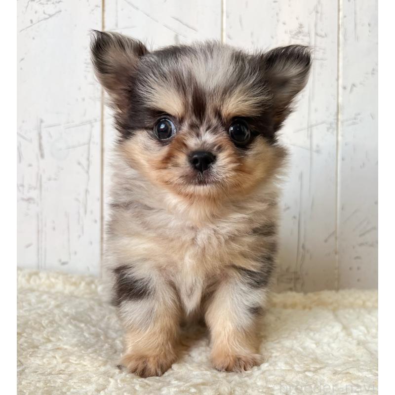 成約済の千葉県のチワワ(ロングコート)-421508の4枚目