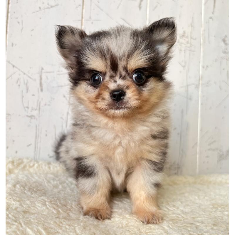 成約済の千葉県のチワワ(ロングコート)-421508の3枚目