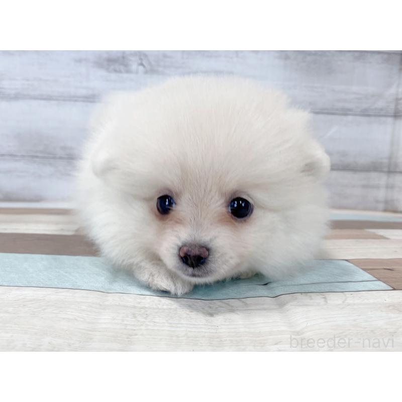 販売中の新潟県のポメラニアン-422996の5枚目