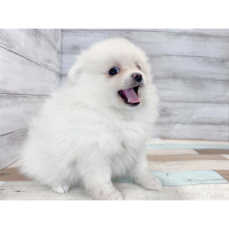 販売中の新潟県のポメラニアン-422996の4枚目