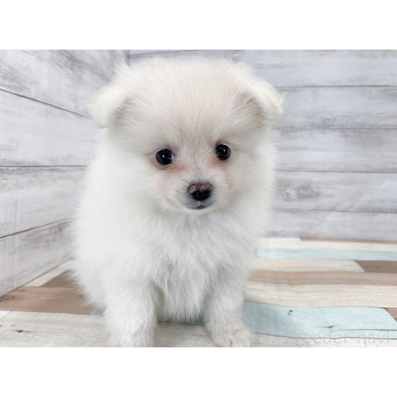 販売中の新潟県のポメラニアン-422996の3枚目