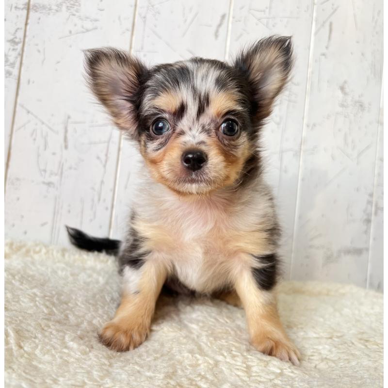 販売中の千葉県のチワワ(ロングコート)-421511