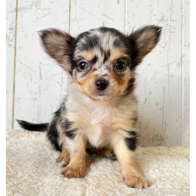 販売中の千葉県のチワワ(ロングコート)-421511の3枚目