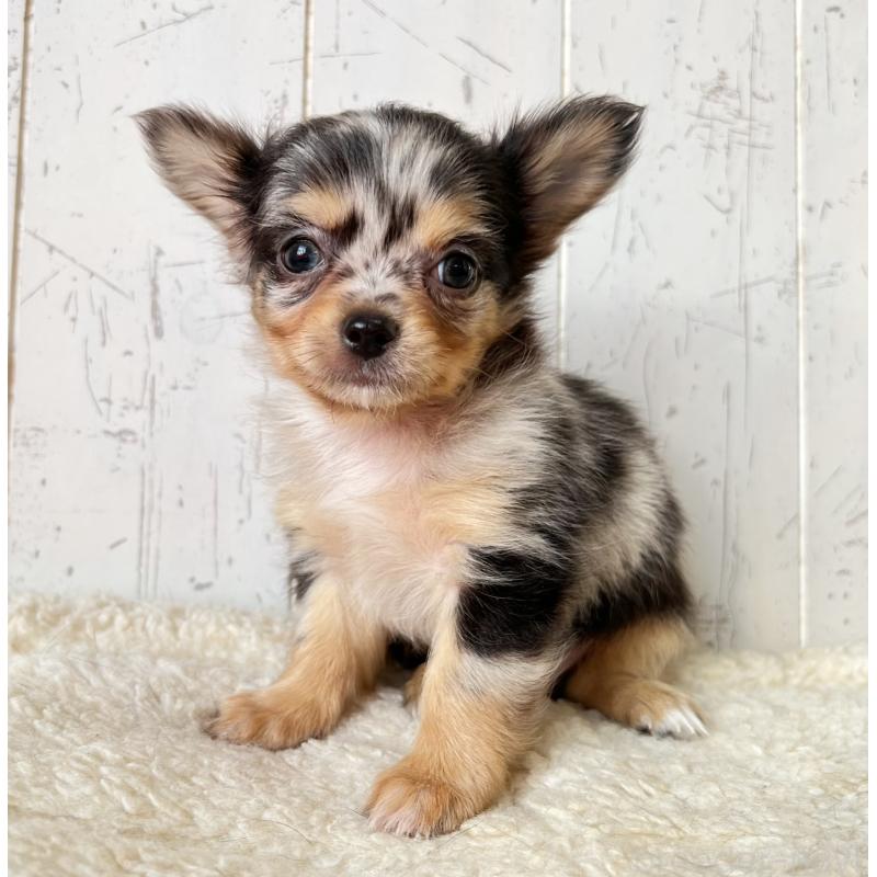 販売中の千葉県のチワワ(ロングコート)-421511の2枚目