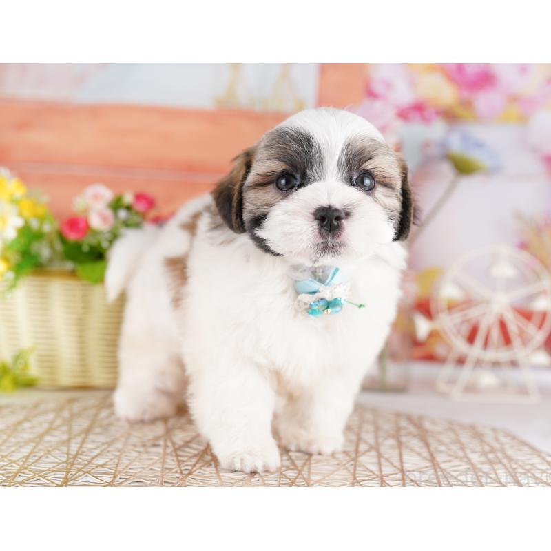 販売中の東京都のミックス犬-422999の3枚目