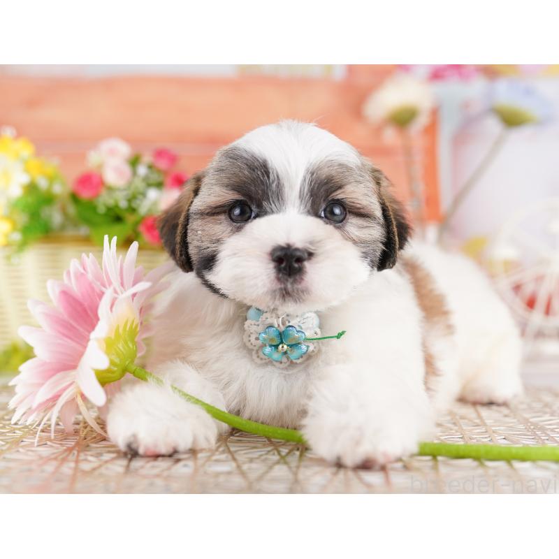 販売中の東京都のミックス犬-422999の1枚目