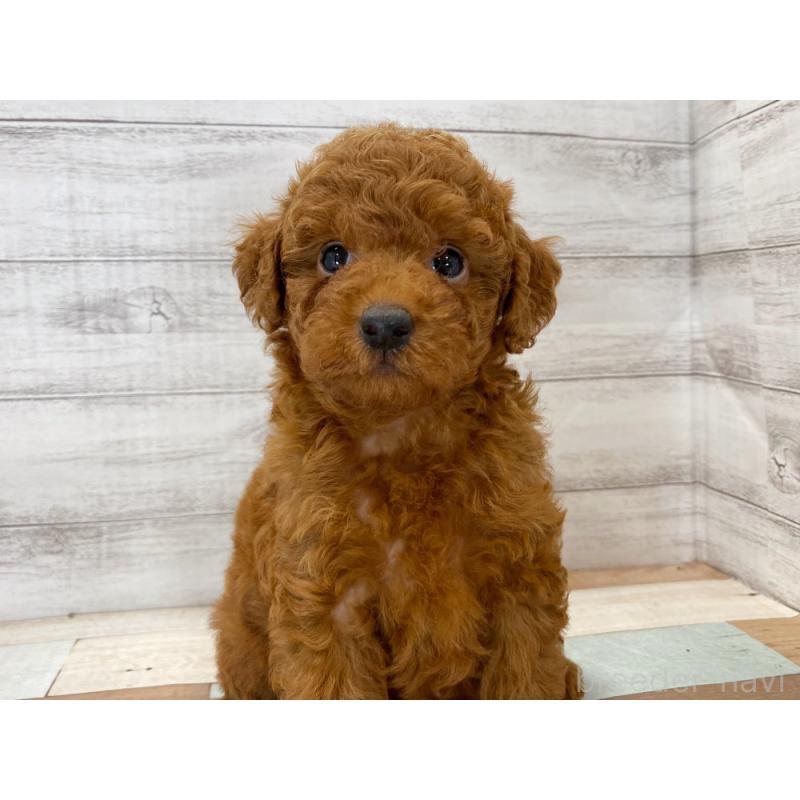 販売中の新潟県のトイプードル-422998の5枚目