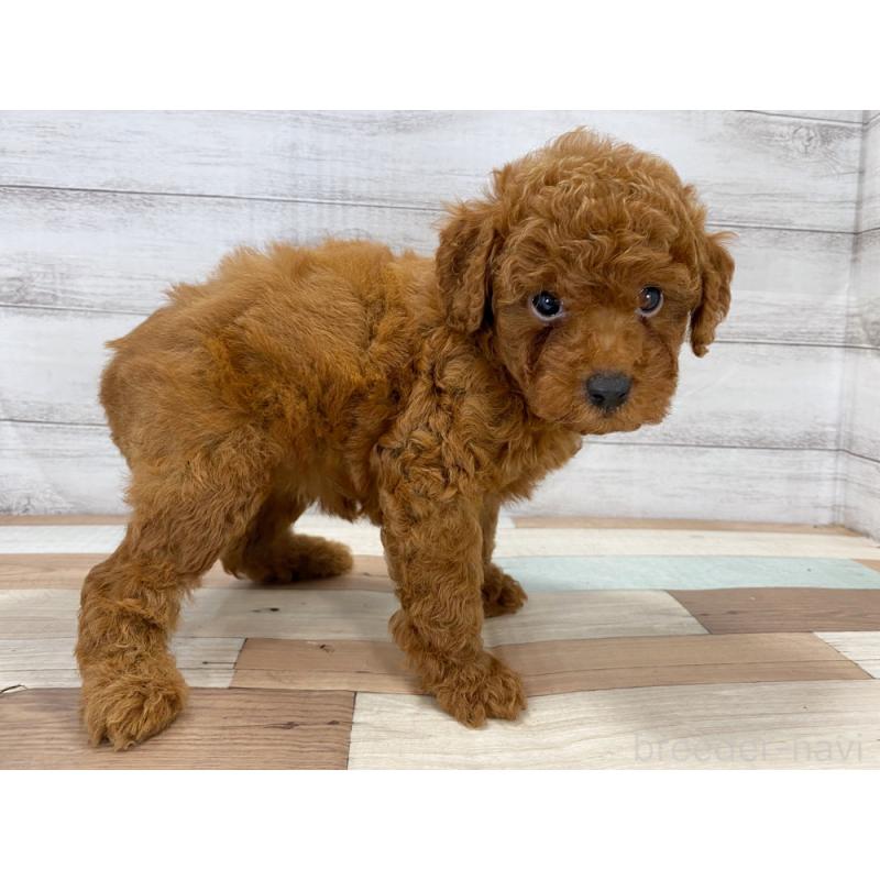 販売中の新潟県のトイプードル-422998の4枚目