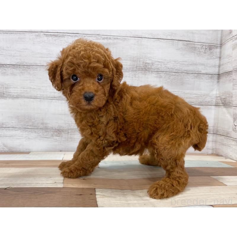 販売中の新潟県のトイプードル-422998の3枚目