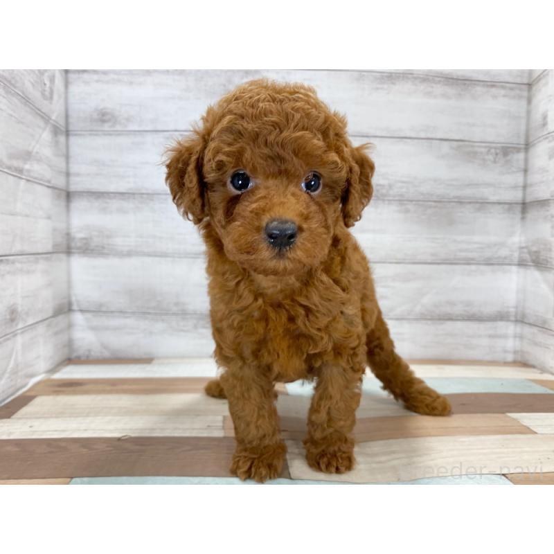 販売中の新潟県のトイプードル-422998の2枚目