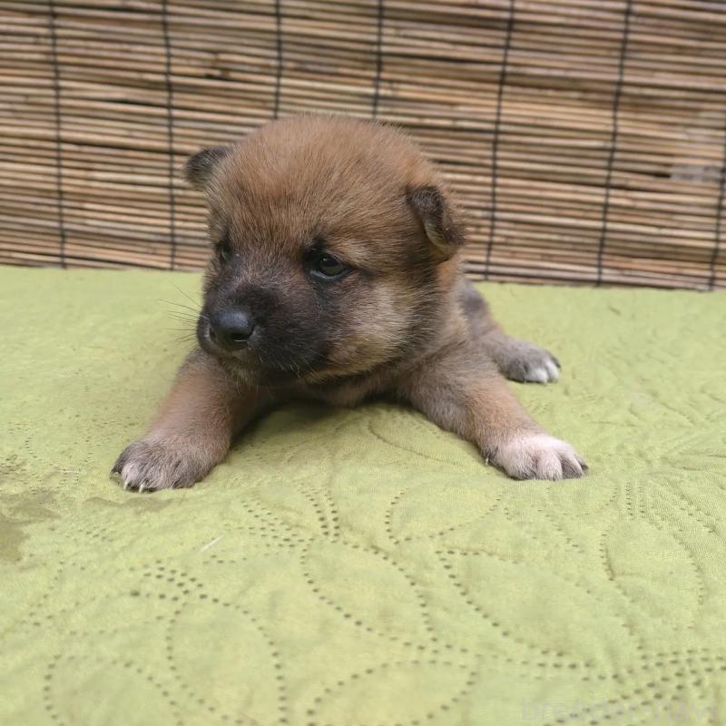 販売中の熊本県の豆柴-422997の4枚目