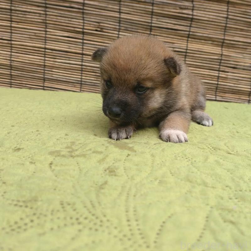 販売中の熊本県の豆柴-422997の3枚目