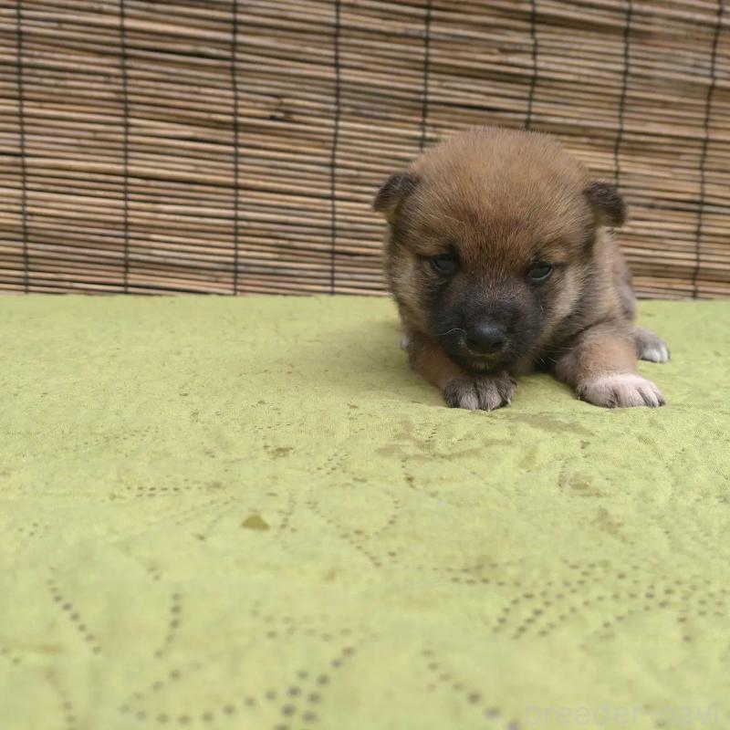 販売中の熊本県の豆柴-422997の2枚目