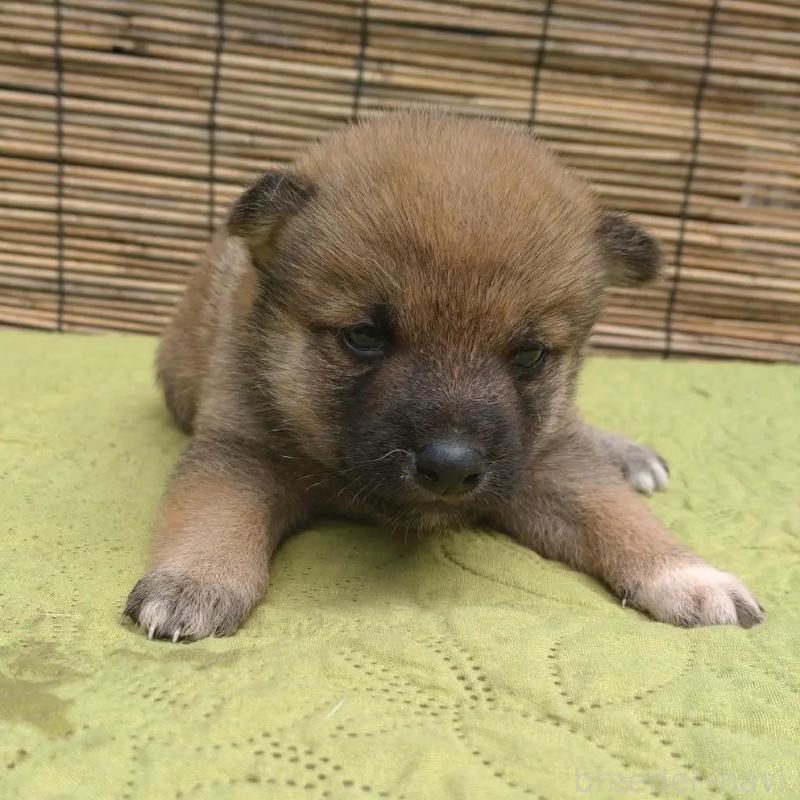 販売中の熊本県の豆柴-422997の1枚目