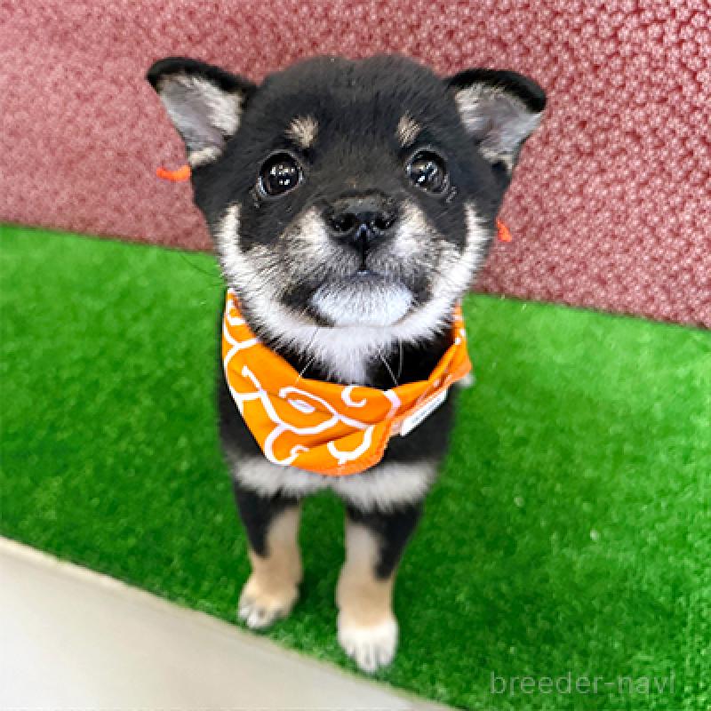 販売中の神奈川県の豆柴-423001