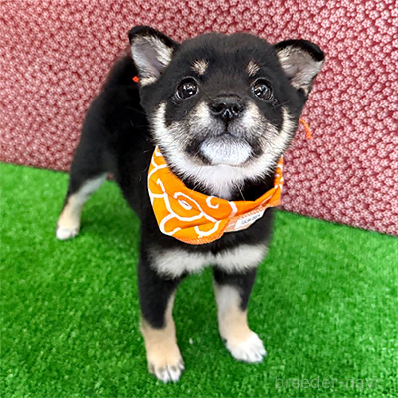 販売中の神奈川県の豆柴-423001の4枚目