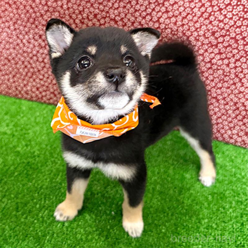 販売中の神奈川県の豆柴-423001の3枚目