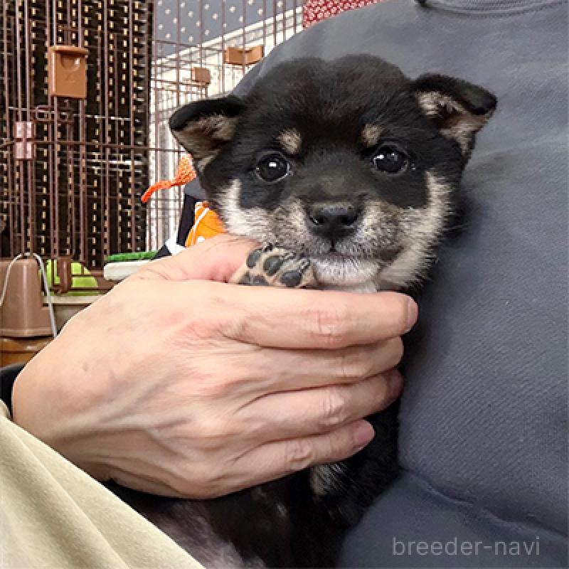 販売中の神奈川県の豆柴-423001の2枚目