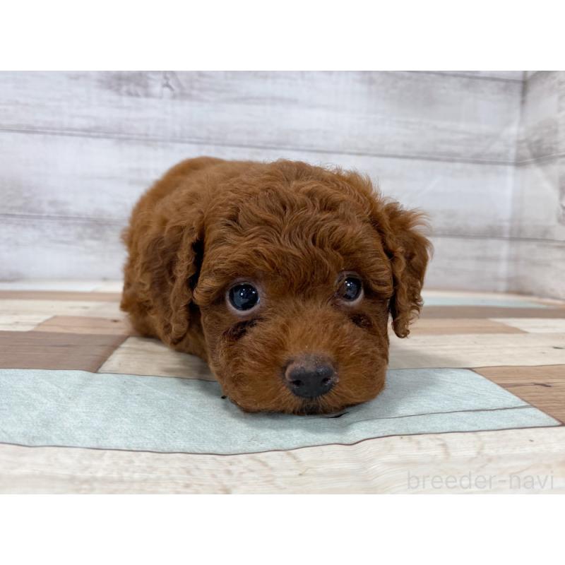 販売中の新潟県のトイプードル-423000の4枚目