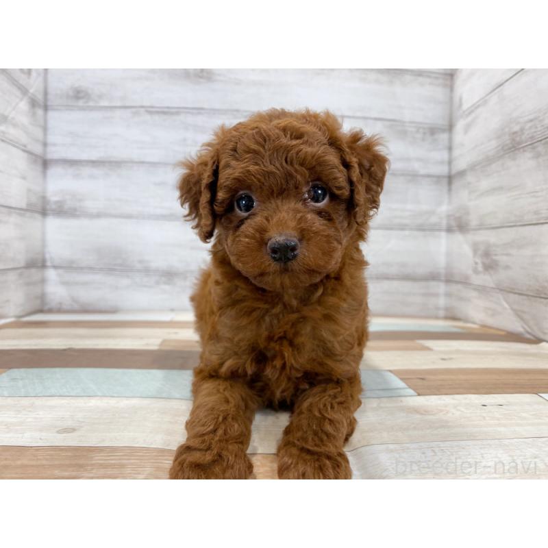 販売中の新潟県のトイプードル-423000の5枚目