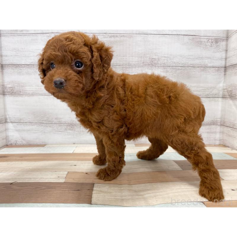 販売中の新潟県のトイプードル-423000の3枚目