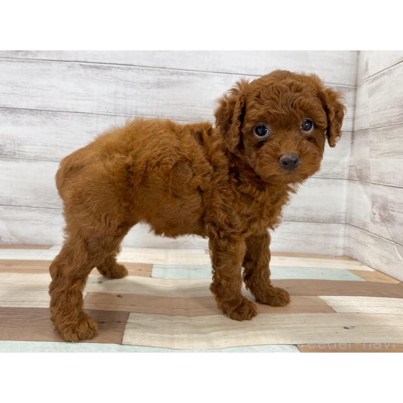 販売中の新潟県のトイプードル-423000の2枚目