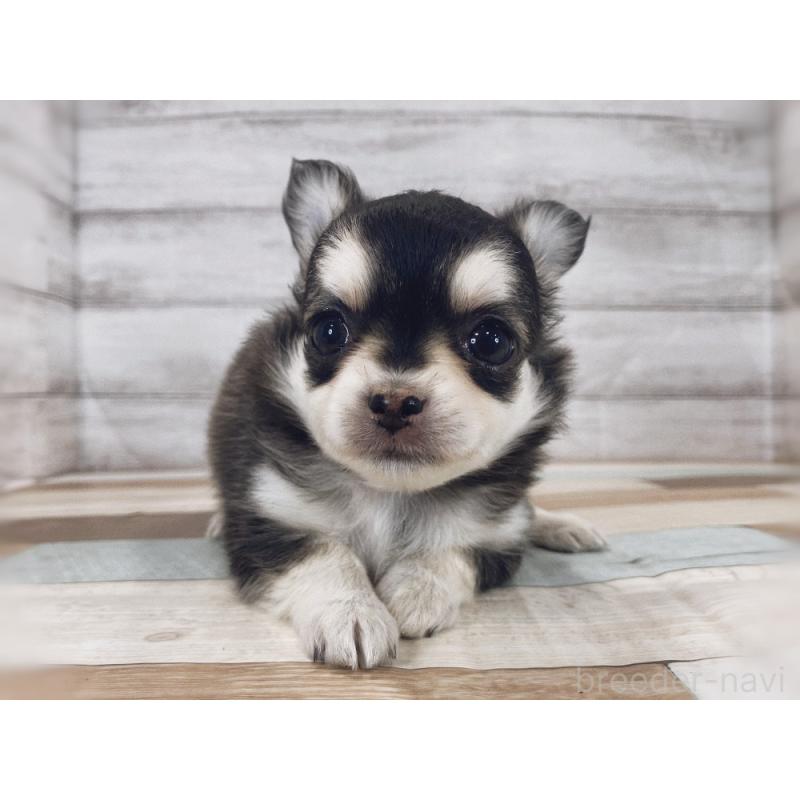 販売中の新潟県のチワワ(ロングコート)-423002の5枚目