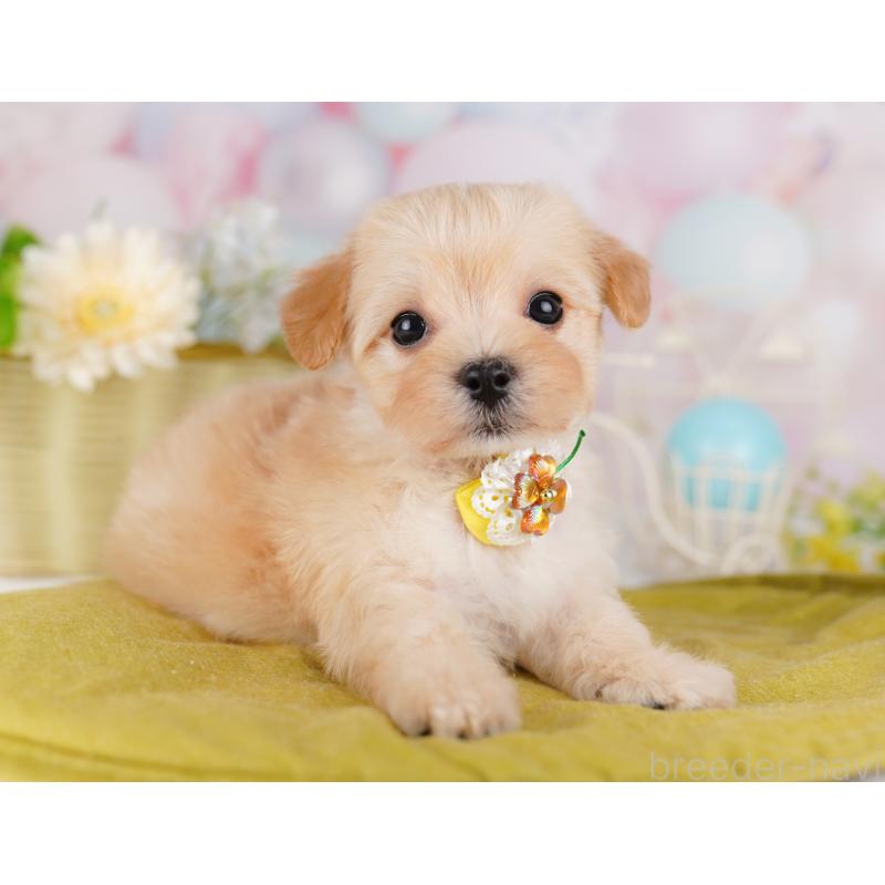 販売中の東京都のミックス犬-423004の5枚目