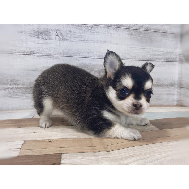 販売中の新潟県のチワワ(ロングコート)-423002の3枚目