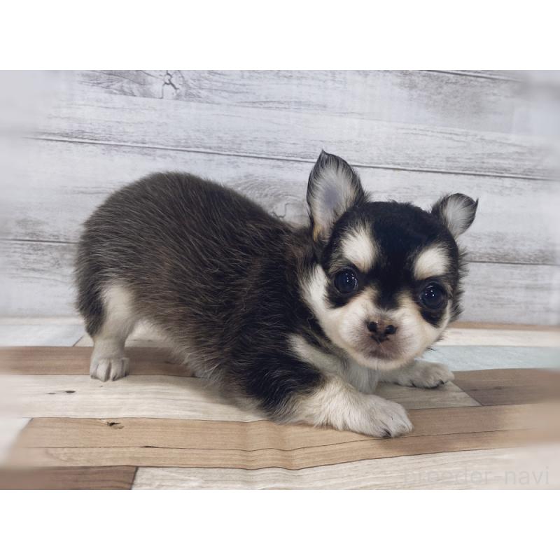 販売中の新潟県のチワワ(ロングコート)-423002の2枚目