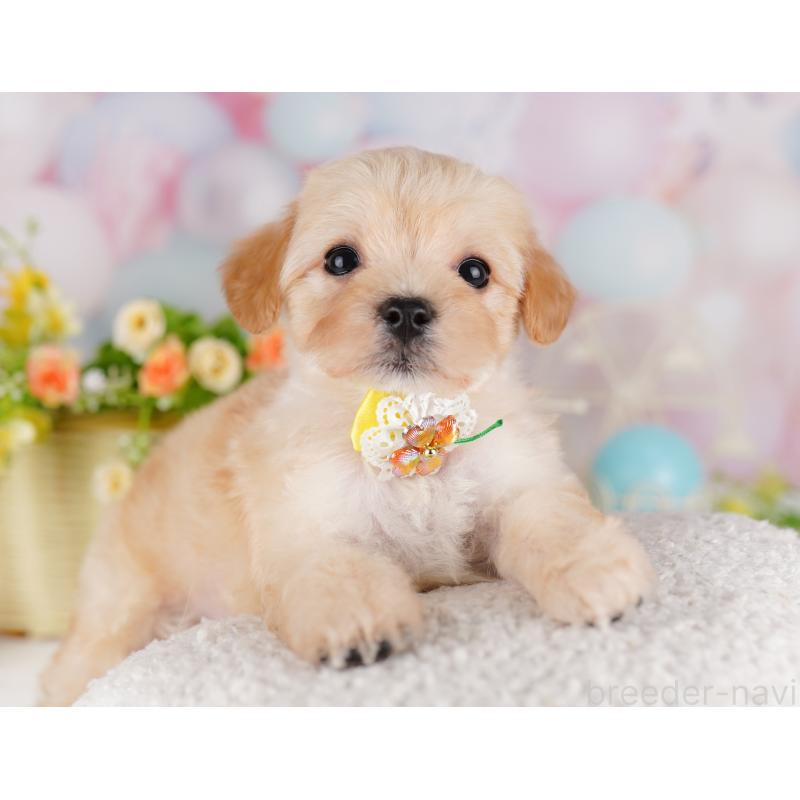 販売中の東京都のミックス犬-423004の3枚目