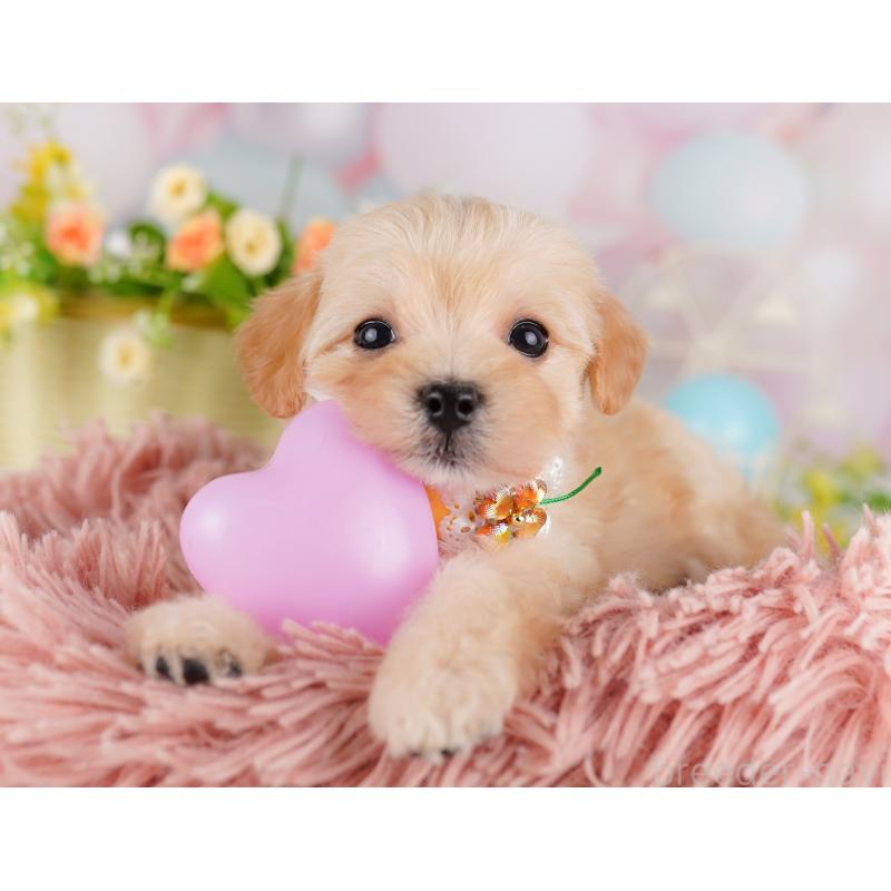 販売中ののミックス犬-423004